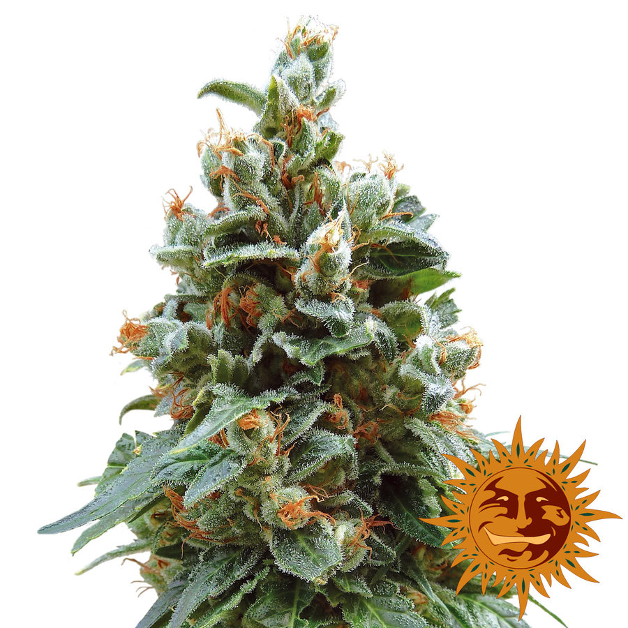 Barney's Farm - Vanilla Kush (fem.)