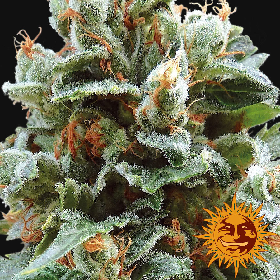 Barney's Farm - Vanilla Kush (fem.)