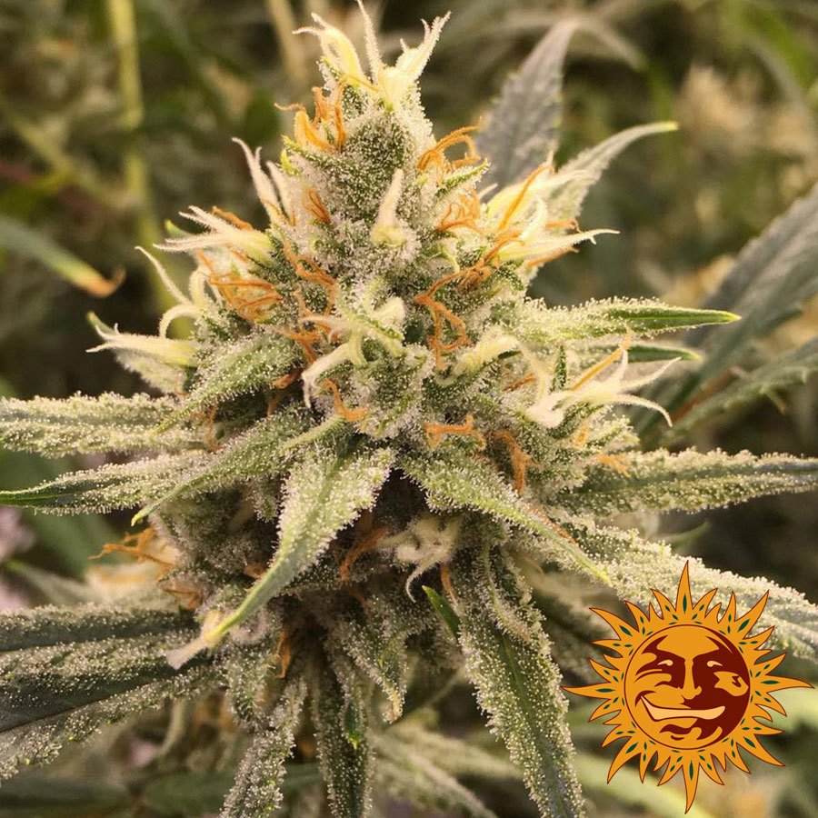 Barney's Farm - Vanilla Kush (fem.)