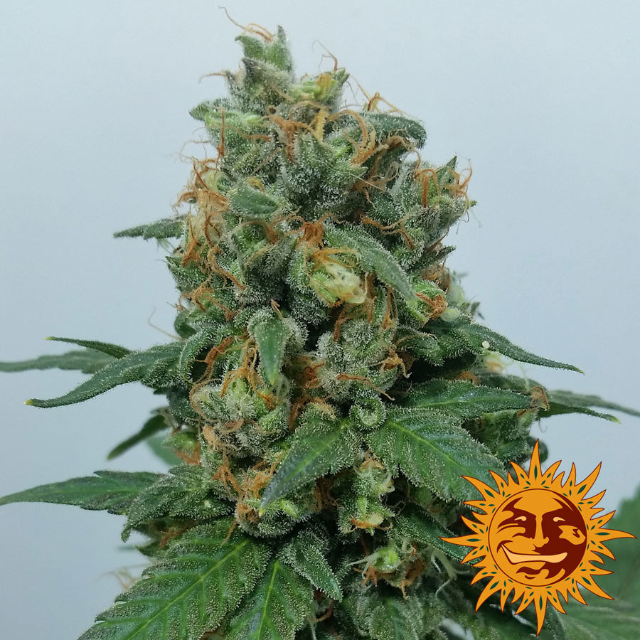 Barney's Farm - Vanilla Kush (fem.)