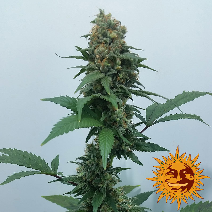 Barney's Farm - Vanilla Kush (fem.)