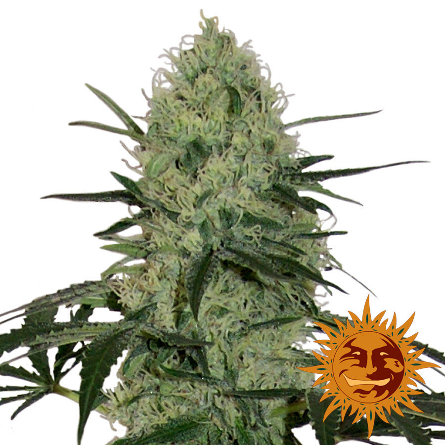 Barney's Farm - Tangerine Dream Auto (auto/fem.)