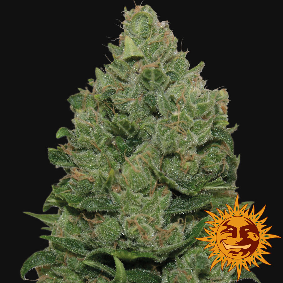 Barney's Farm - Top Dawg (fem.)