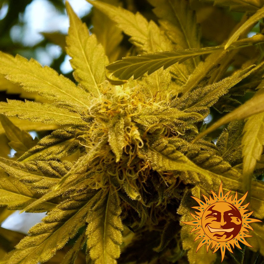 Barney's Farm - Top Dawg (fem.)