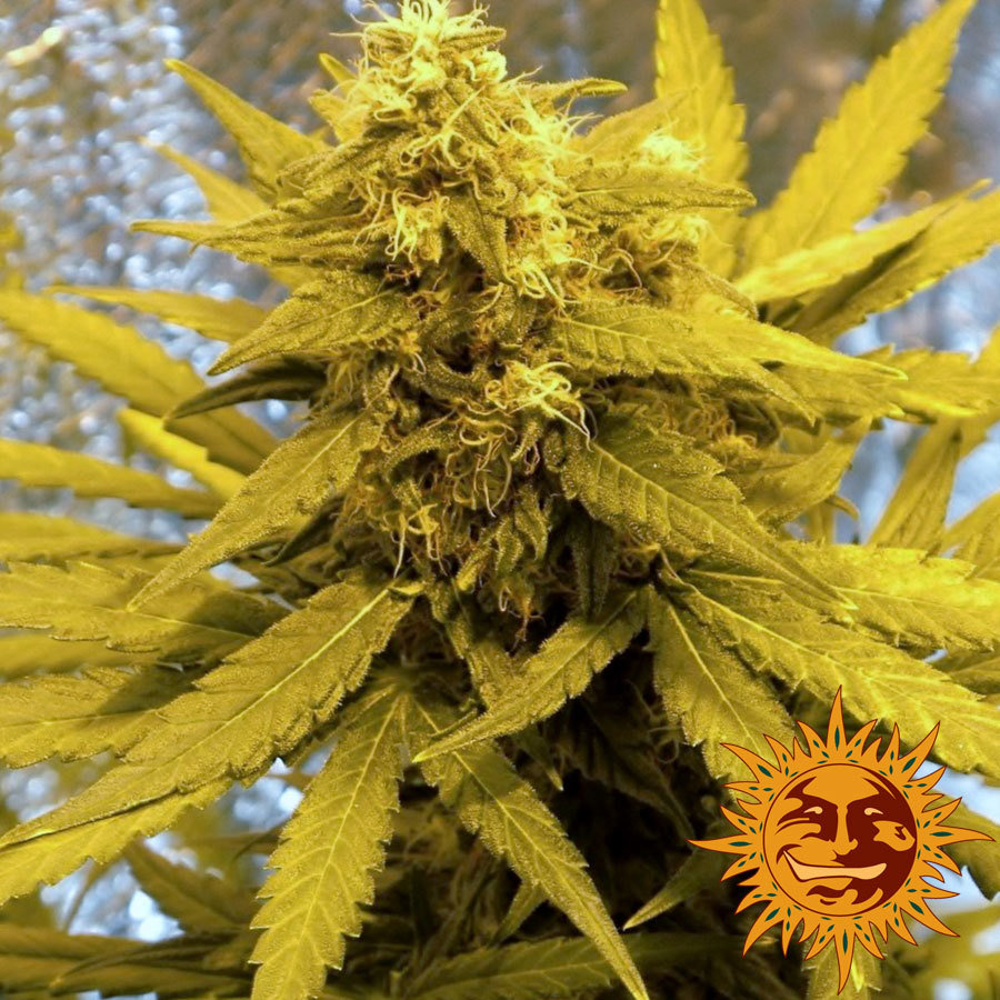 Barney's Farm - Top Dawg (fem.)