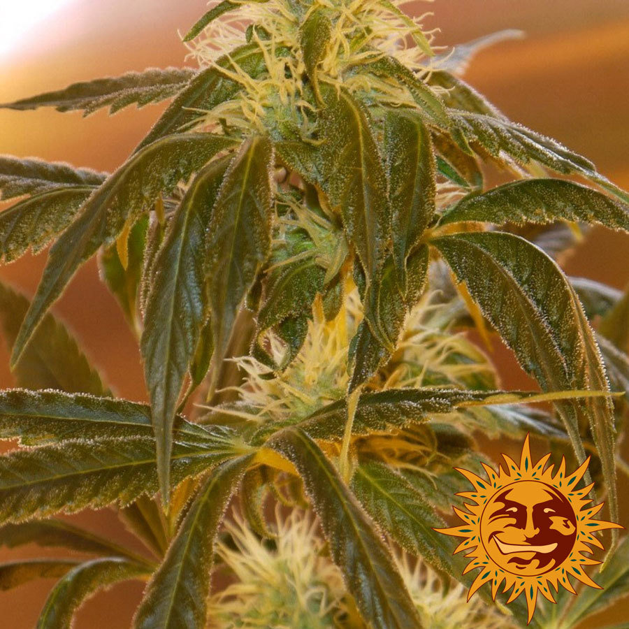 Barney's Farm - Top Dawg (fem.)