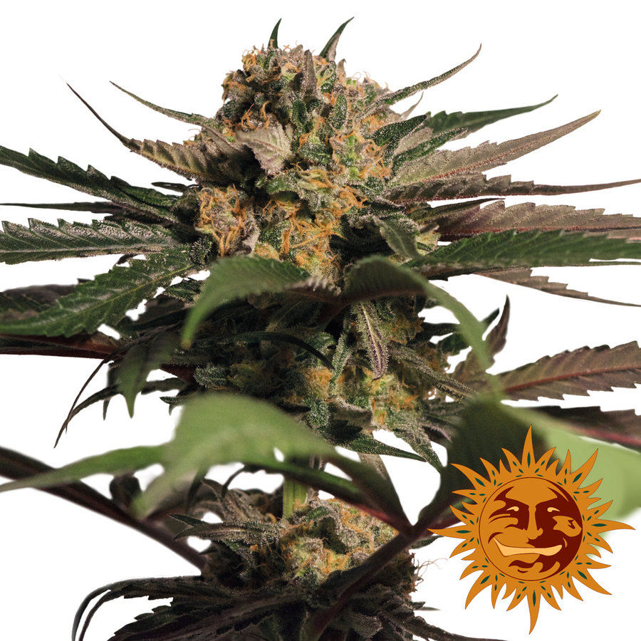 Barney's Farm - Violator Kush (fem.)
