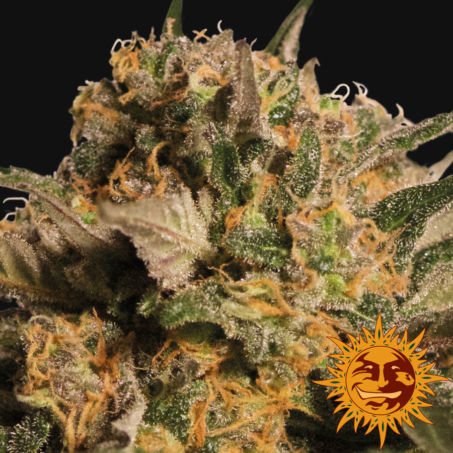 Barney's Farm - Violator Kush (fem.)