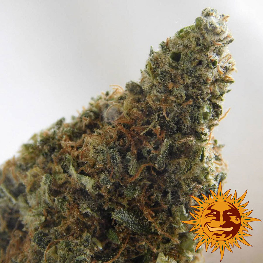 Barney's Farm - Violator Kush (fem.)