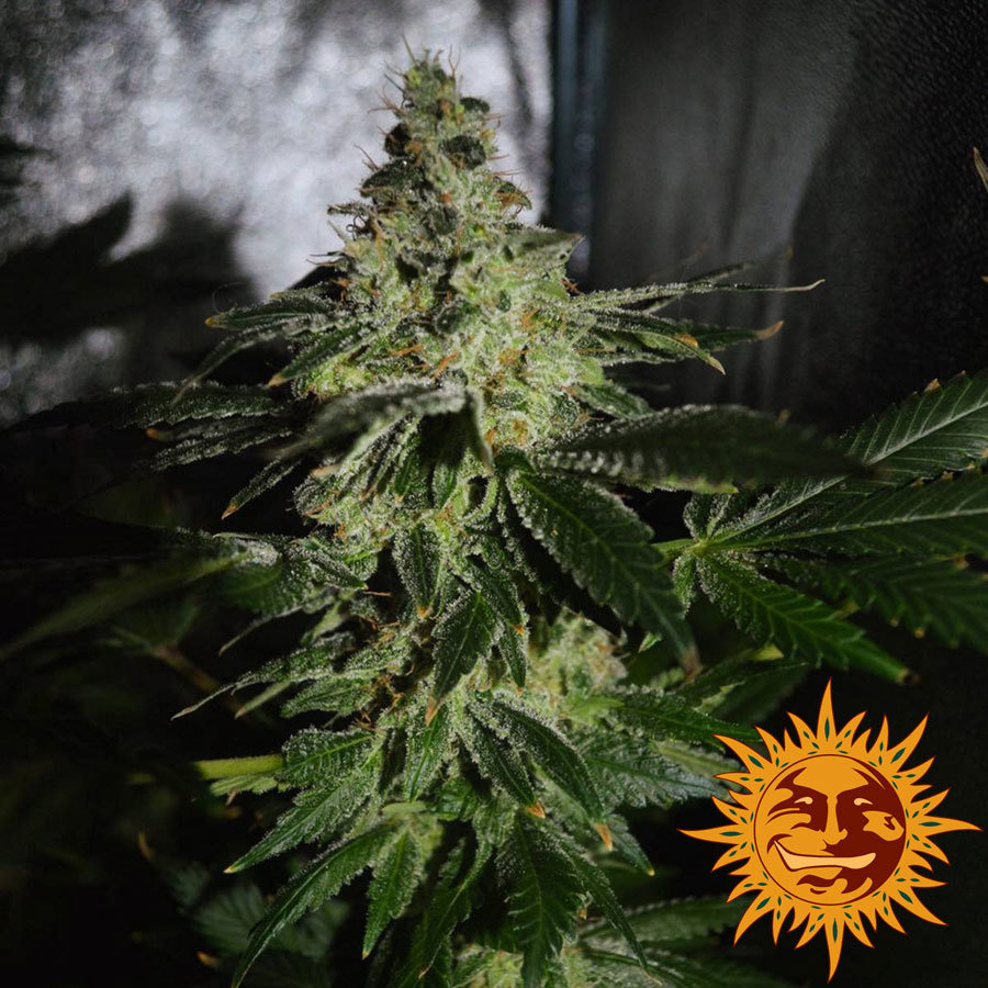 Barney's Farm - Violator Kush (fem.)