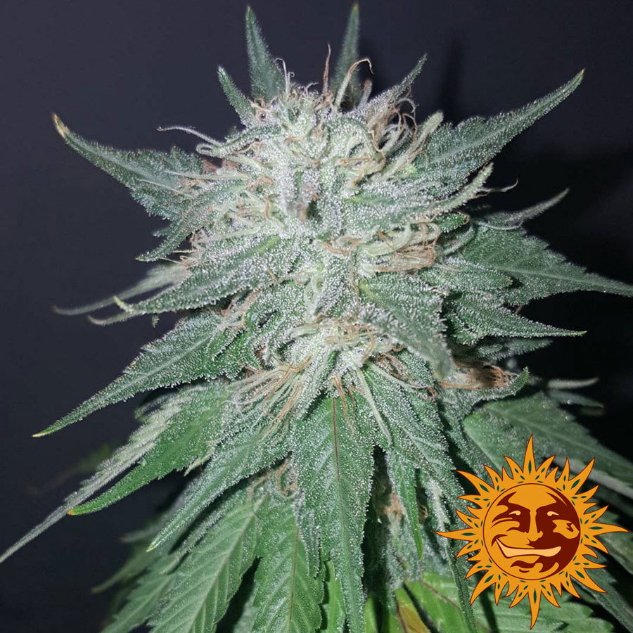Barney's Farm - Violator Kush (fem.)