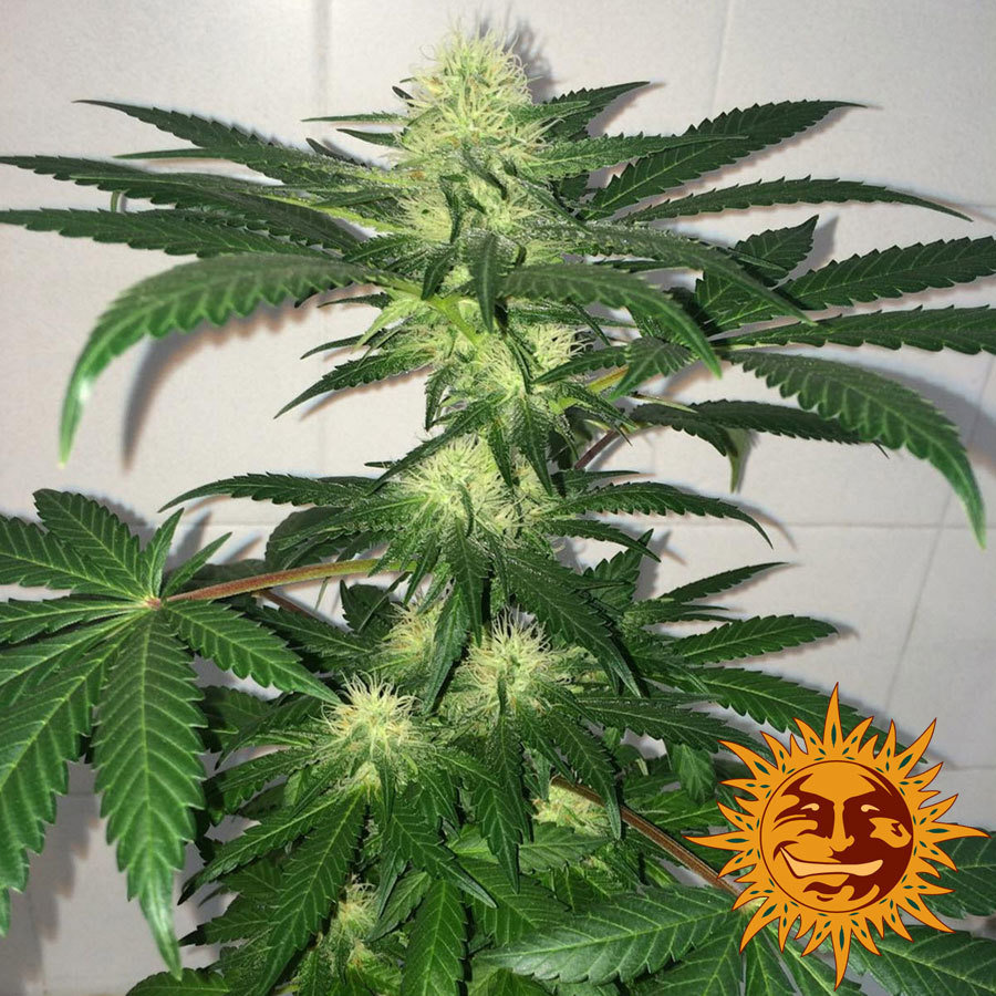 Barney's Farm - Critical Kush Auto (auto/fem.)