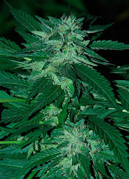 Cannabiogen Seeds - Bubba Delight (reg.) 05690