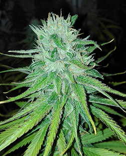 Cannabiogen Seeds - Michoacan Cream (reg.) 05693