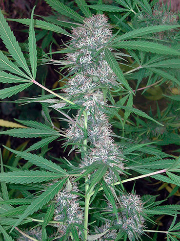 Cannabiogen Seeds - Caribe (fem.)