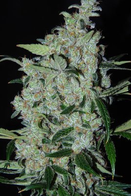 Cannabiogen Seeds - Purple Mexican (fem.) 05694