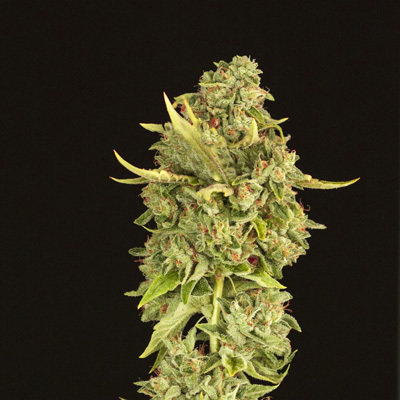 Devil's Harvest Seeds - Hells Bells (reg.) 05697