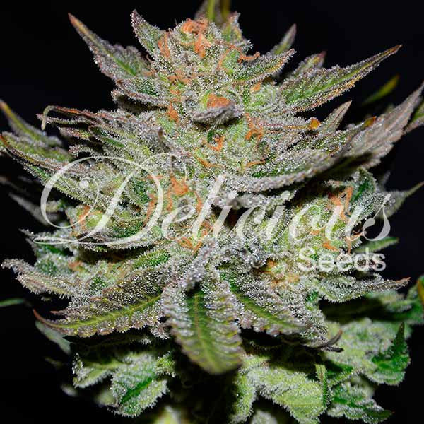 Delicious Seeds - Auto Blue Ace CBD (auto/fem.)