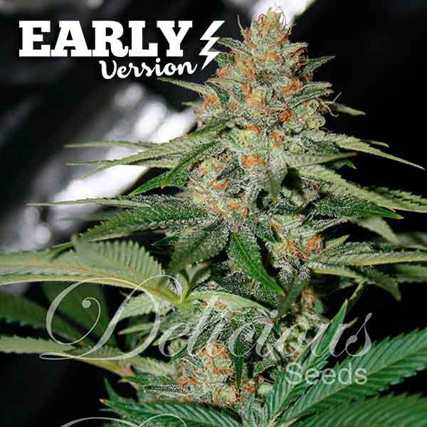 Delicious Seeds - Delicious Candy Early Version (fem.)