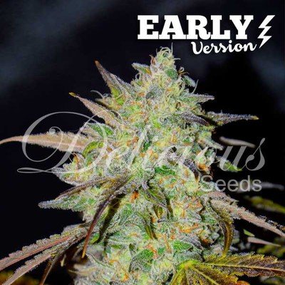Delicious Seeds - Marmalate Early Version (fem.) 05702