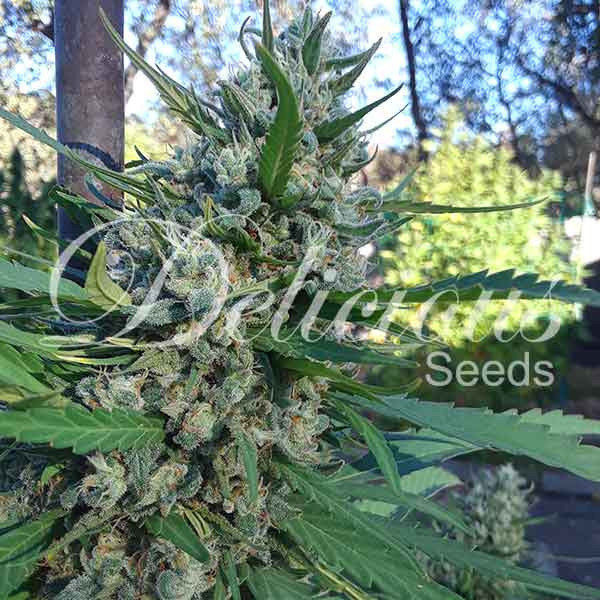 Delicious Seeds - Eleven Roses (fem.)