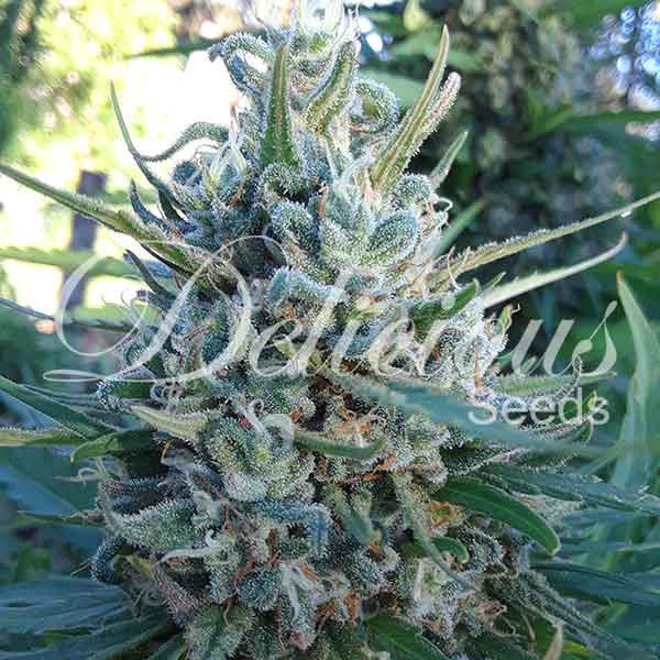 Delicious Seeds - Eleven Roses (fem.)