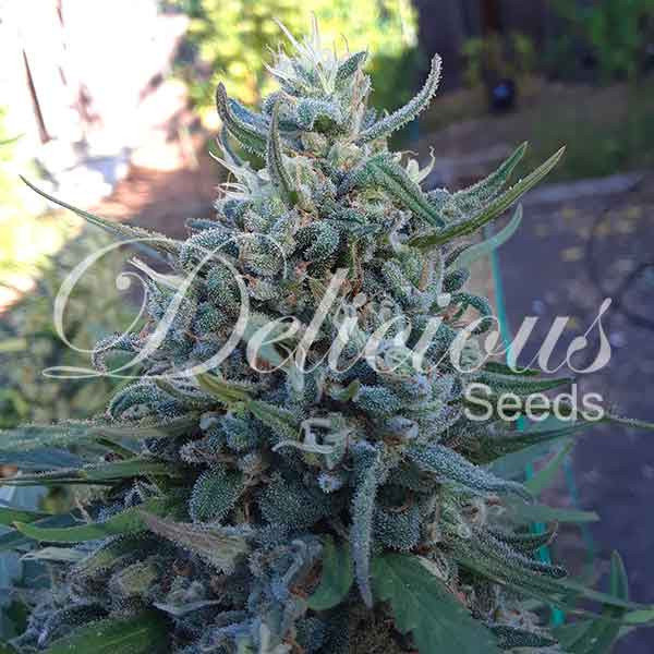 Delicious Seeds - Eleven Roses (fem.)
