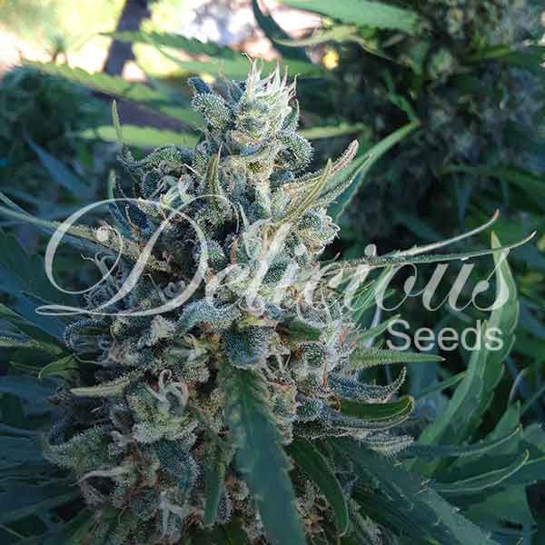 Delicious Seeds - Eleven Roses (fem.)