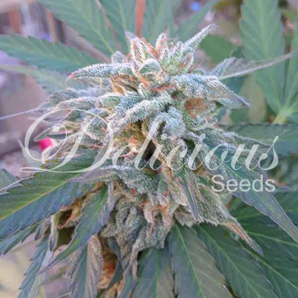 Delicious Seeds - Eleven Roses (fem.)