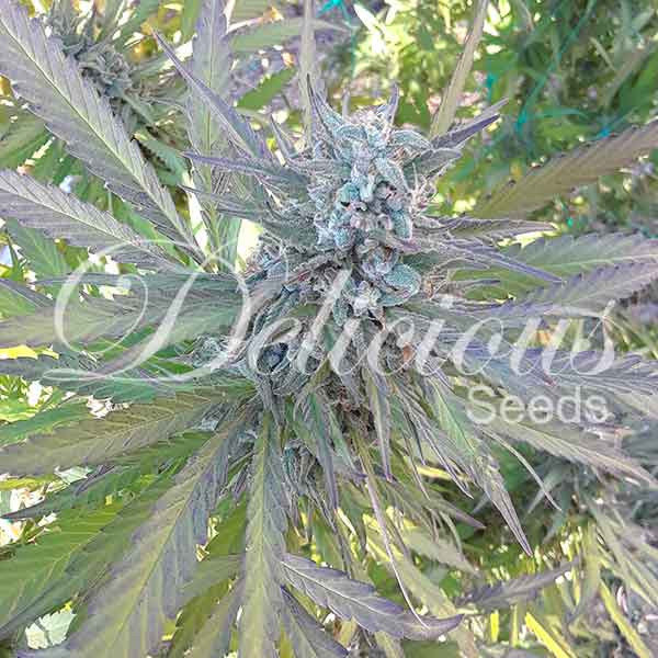 Delicious Seeds - Eleven Roses (fem.)