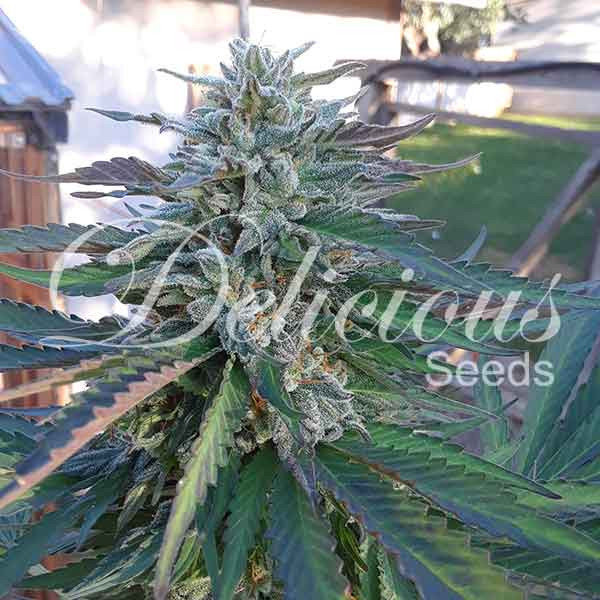 Delicious Seeds - Eleven Roses (fem.)