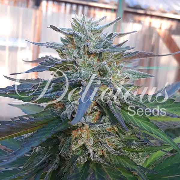 Delicious Seeds - Eleven Roses (fem.)