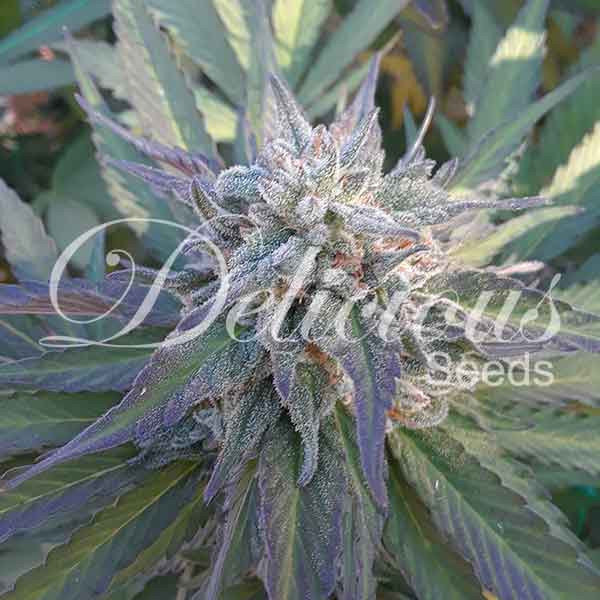 Delicious Seeds - Eleven Roses (fem.)