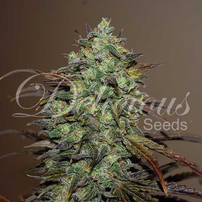 Delicious Seeds - Eleven Roses (fem.) 05704