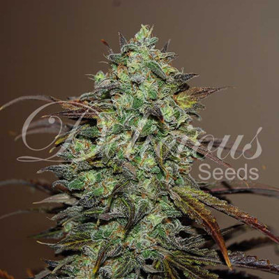 Delicious Seeds - Eleven Roses (fem.)