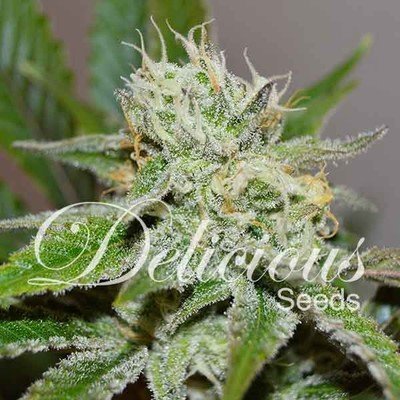 Delicious Seeds - Original Juan Herer (fem.) 05705