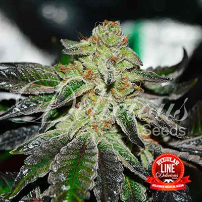 Delicious Seeds - Original Juan Herer (reg.) 05706