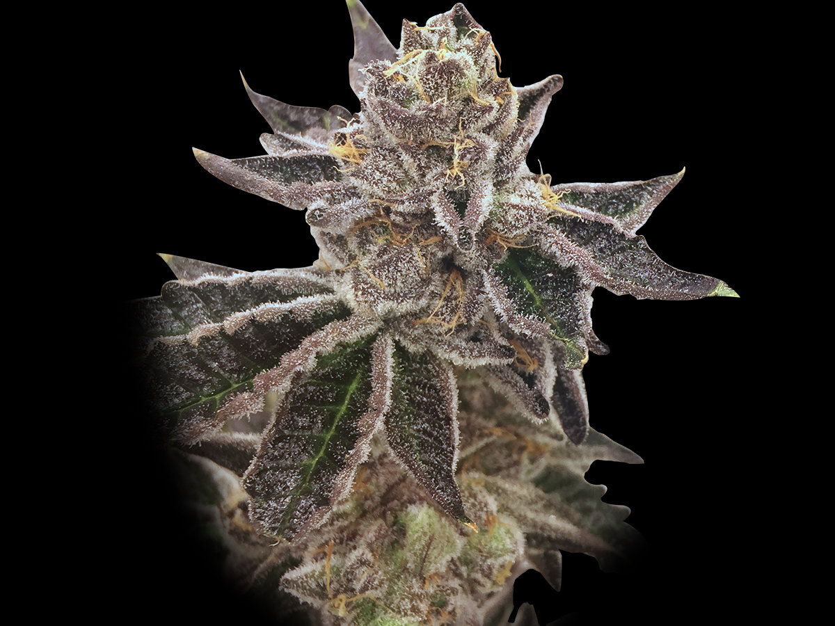 Rare Dankness - Cookie OX (fem.)