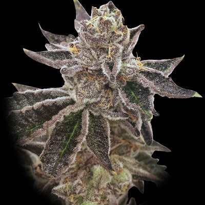 Rare Dankness - Cookie OX (fem.) 05891