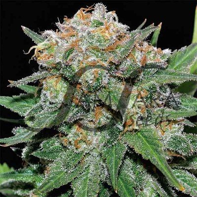 Samsara Seeds - El Alquimista (fem.) 03236