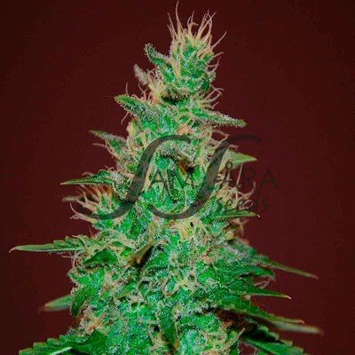 Samsara Seeds - El Alquimista Auto (auto/fem.) 03702