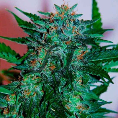 Samsara Seeds - Flash Babylon (auto/fem.) 01672
