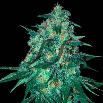 Samsara Seeds - Jekyll Passion (fem.) 03245