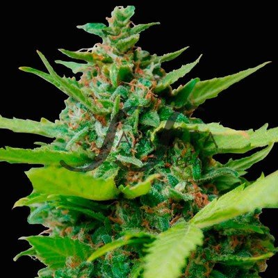 Samsara Seeds - Kiss Dragon (fem.) 03246