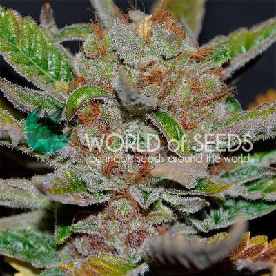 World Of Seeds - Bubba Haze (reg.) 05746