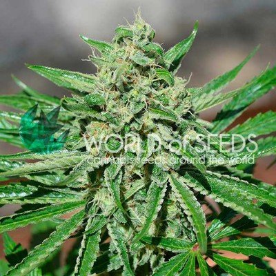 World Of Seeds - CBD Tonic (fem.) 05747
