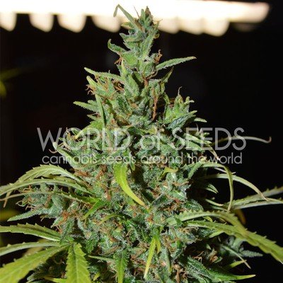 World Of Seeds - Neville Haze Ryder (auto/fem.) 05748