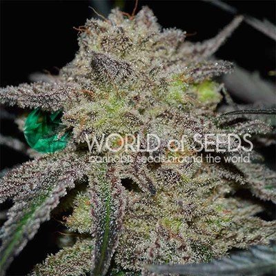 World Of Seeds - Tonic Ryder (auto/fem.) 05749