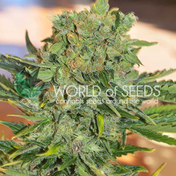 World Of Seeds - Tonic Ryder (auto/fem.)