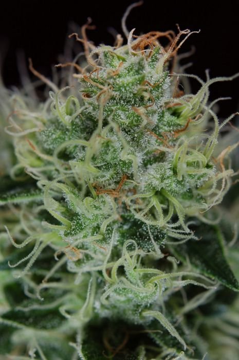 TGA Subcool Seeds - Agent Orange (reg.)